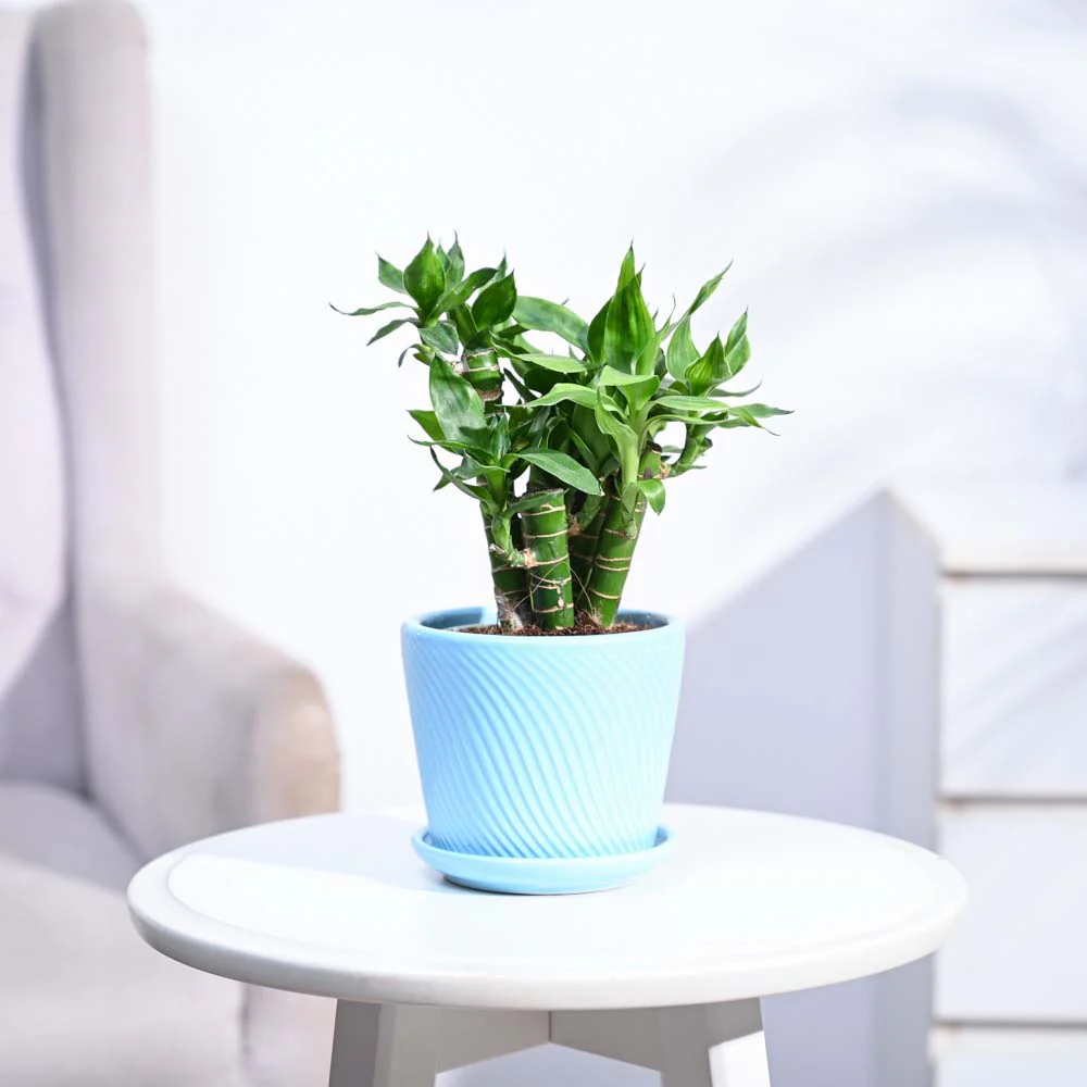 Product image 176