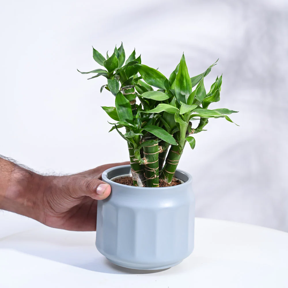 Product image 191