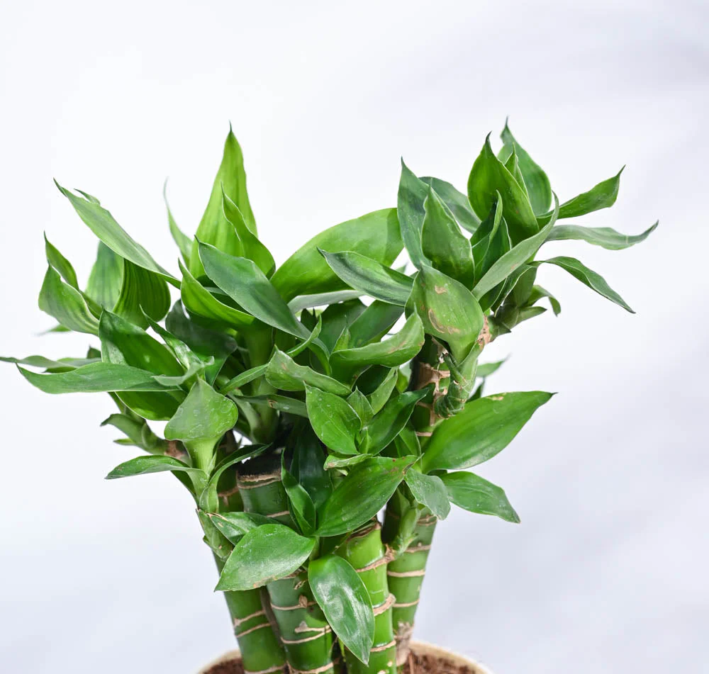 Product image 192