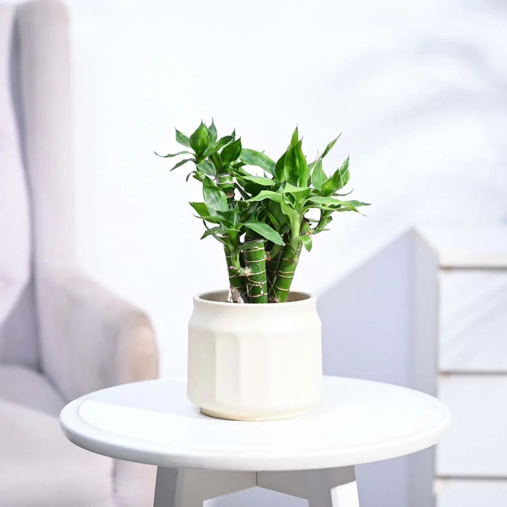 Product image 197