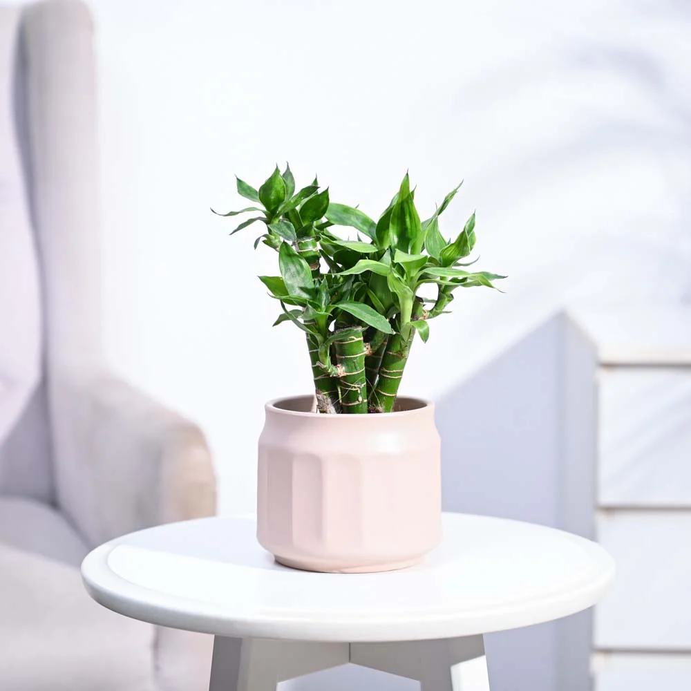 Product image 204