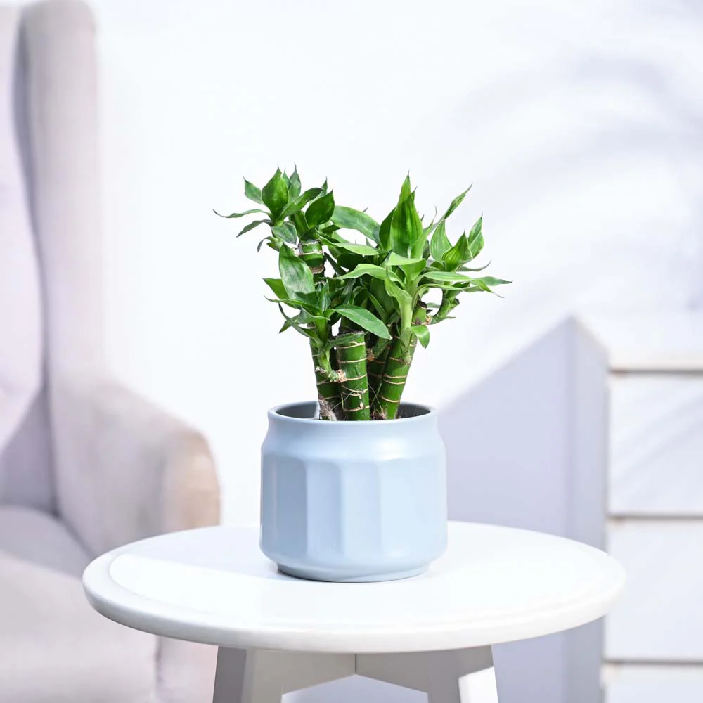 Product image 211