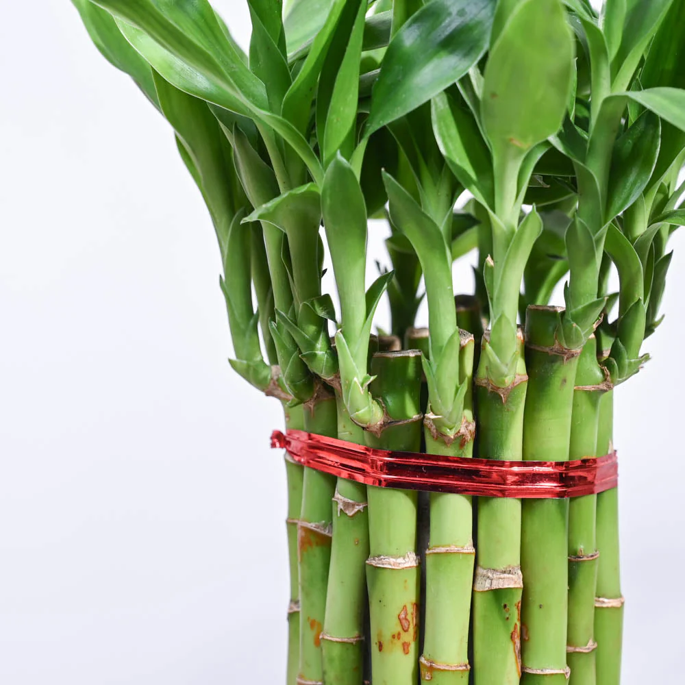 Product image 151
