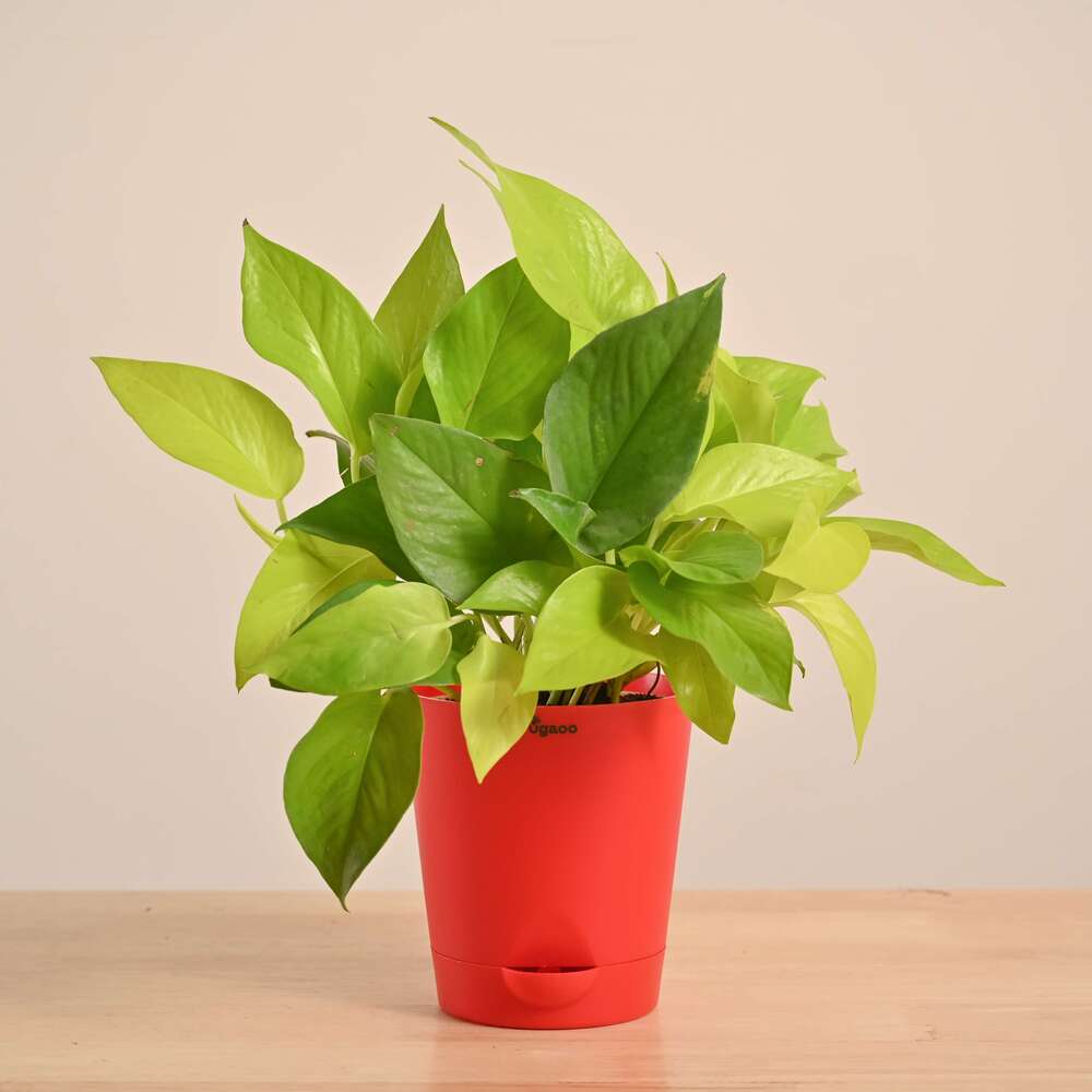 Product image 104