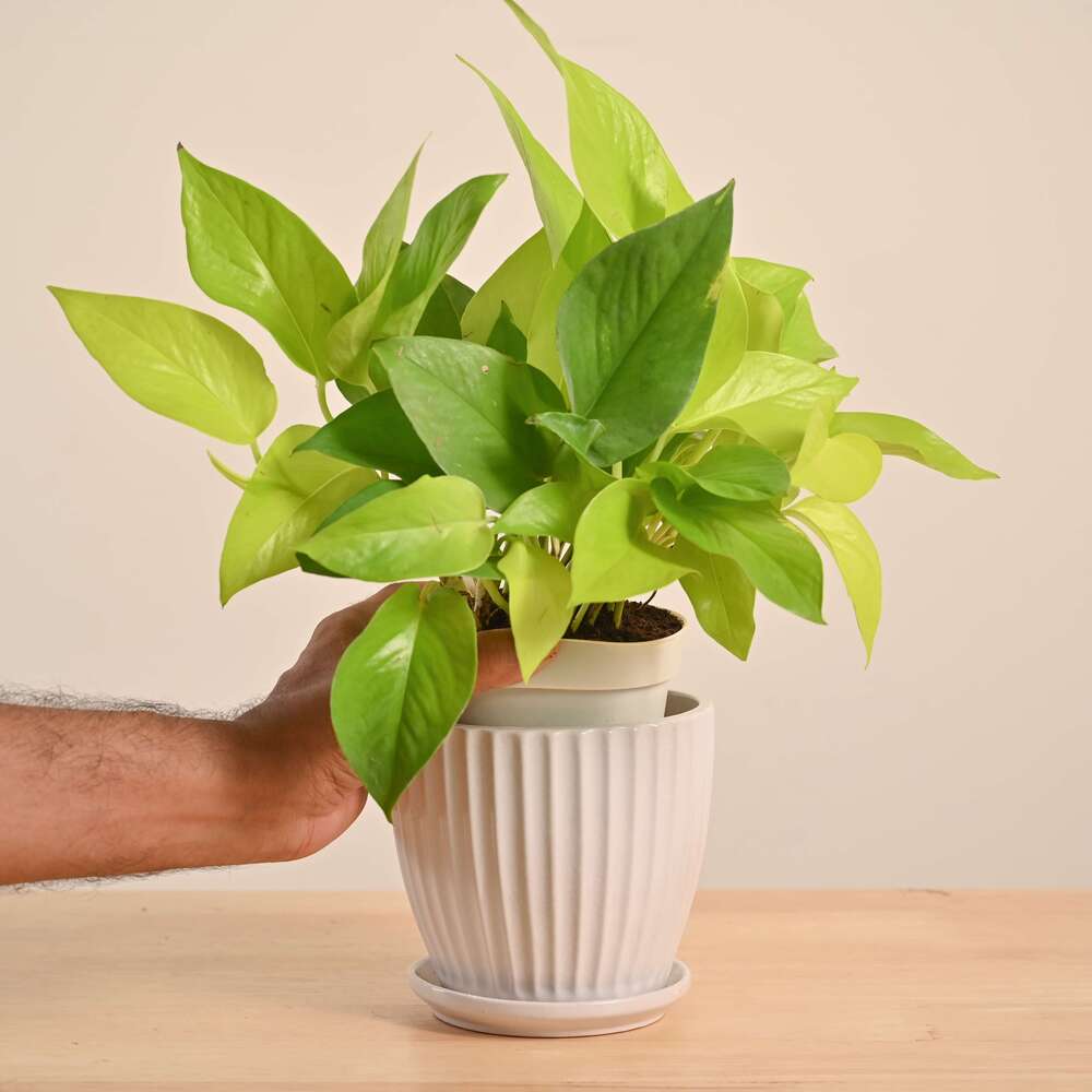 Product image 138