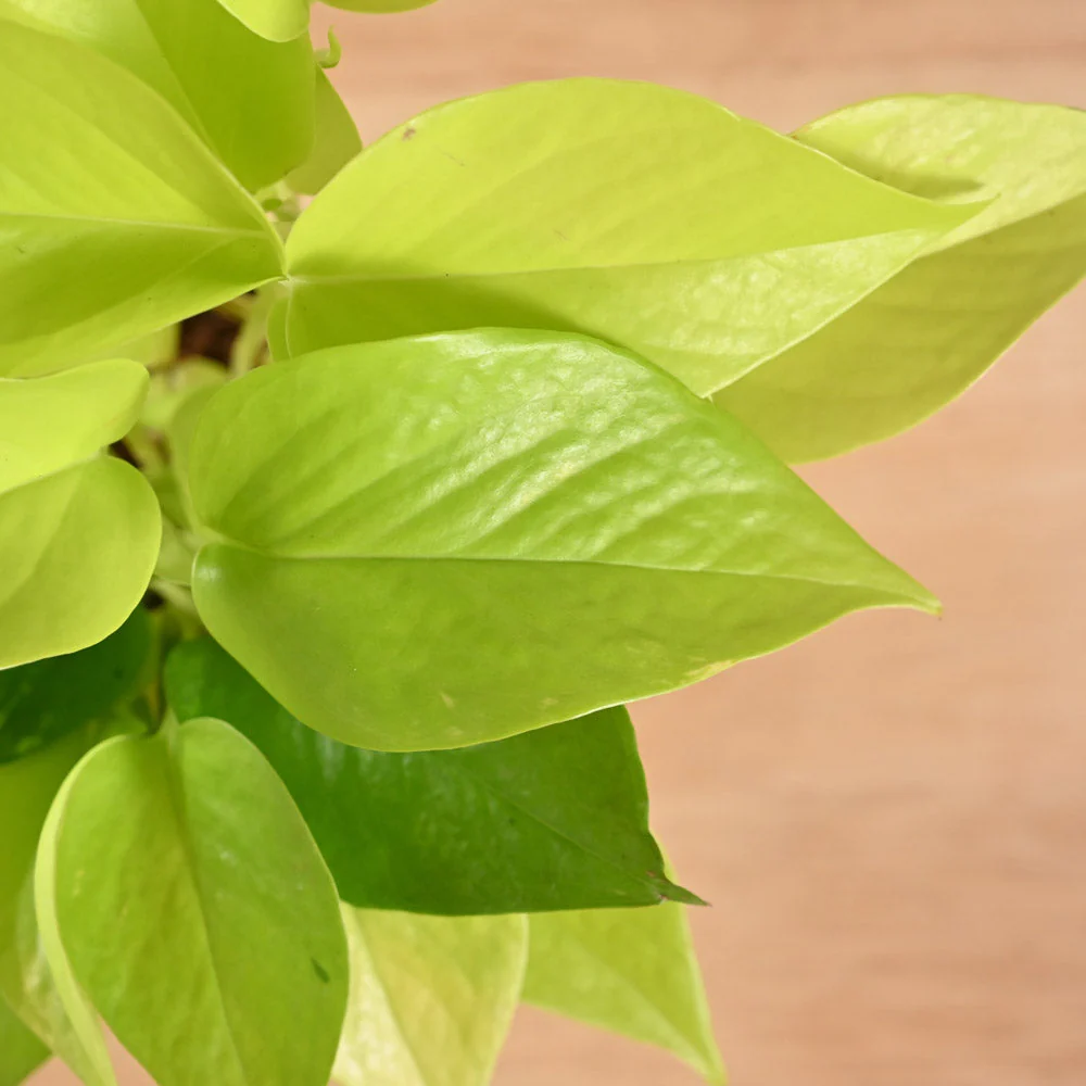 Product image 205