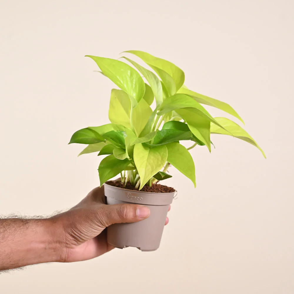 Product image 206
