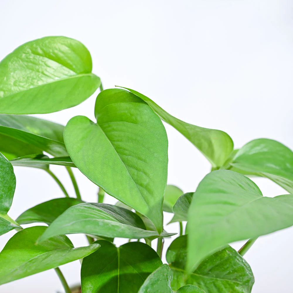 Product image 112