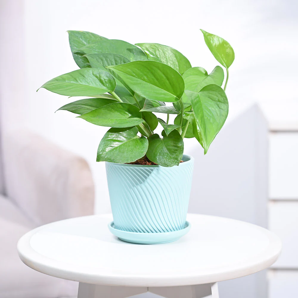 Product image 97