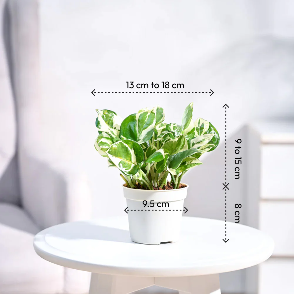 Product image 102