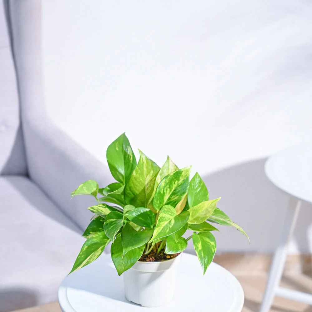 Product image 105