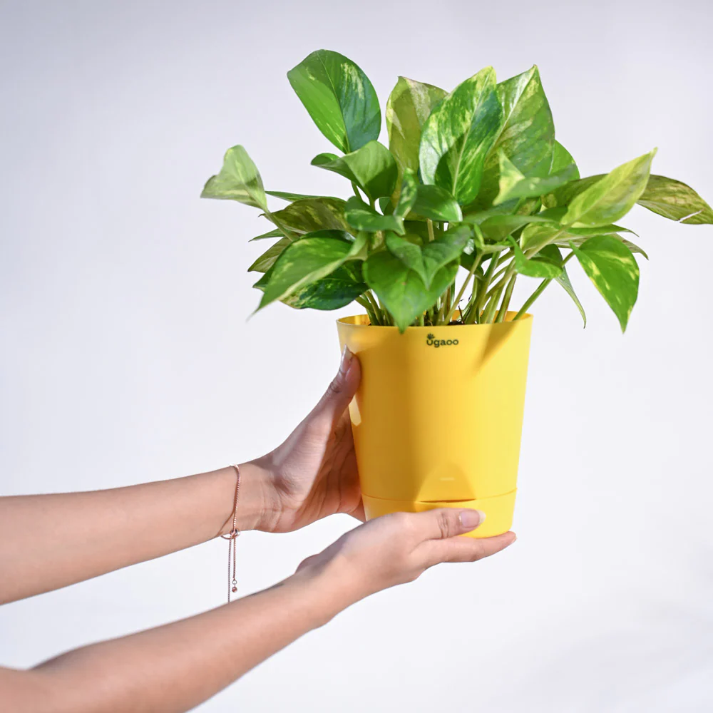 Product image 114