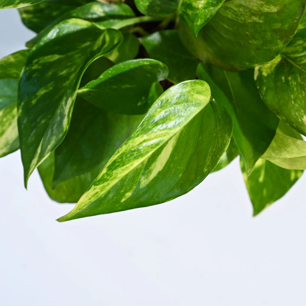 Product image 120