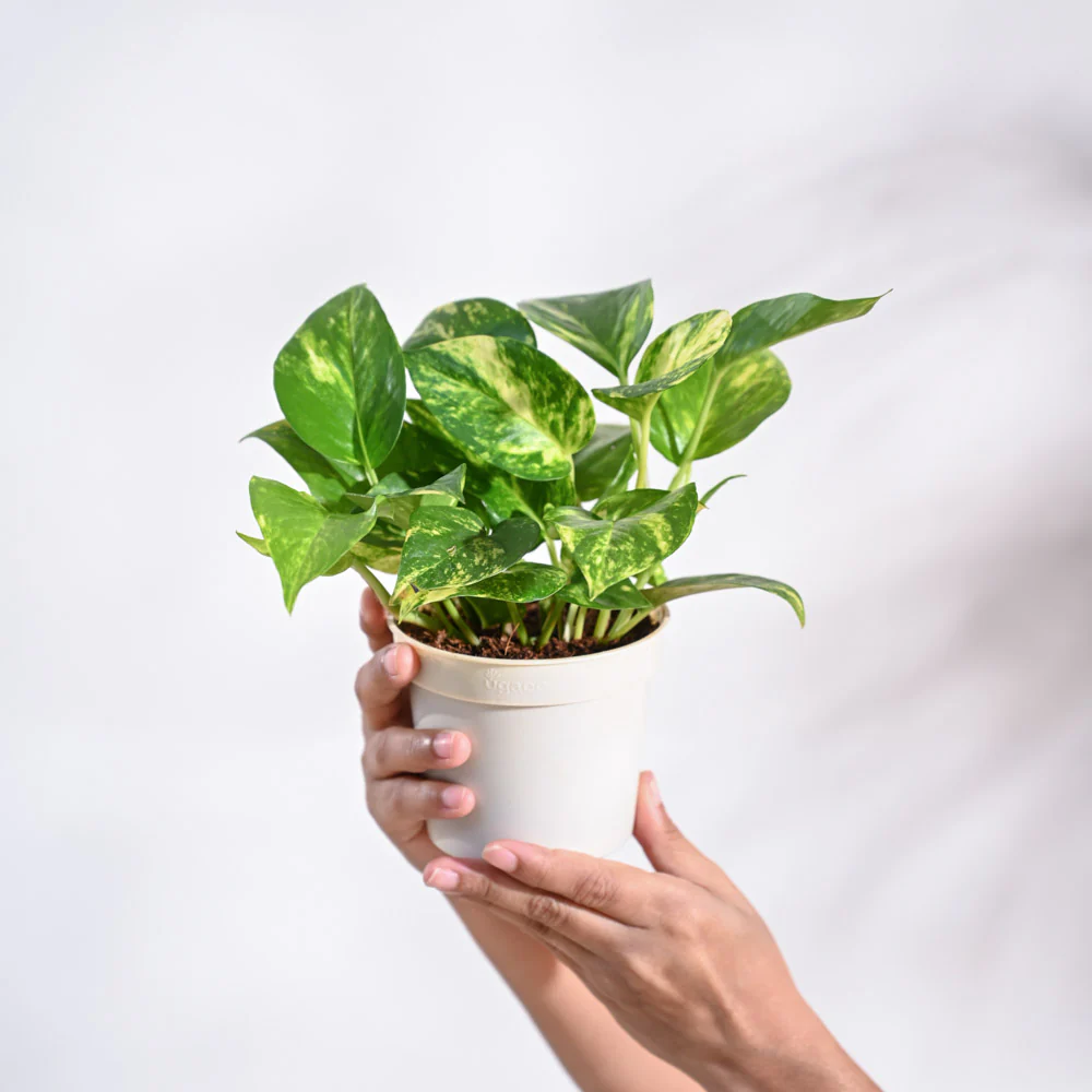 Product image 67