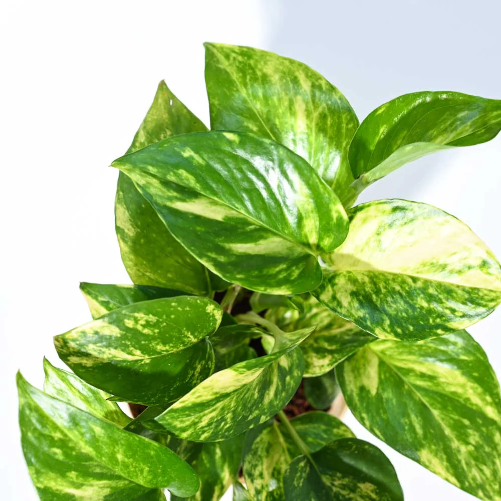 Product image 70