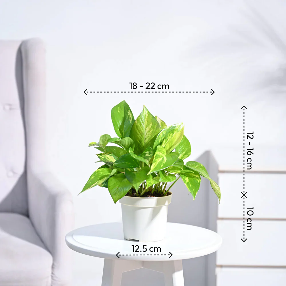 Product image 92