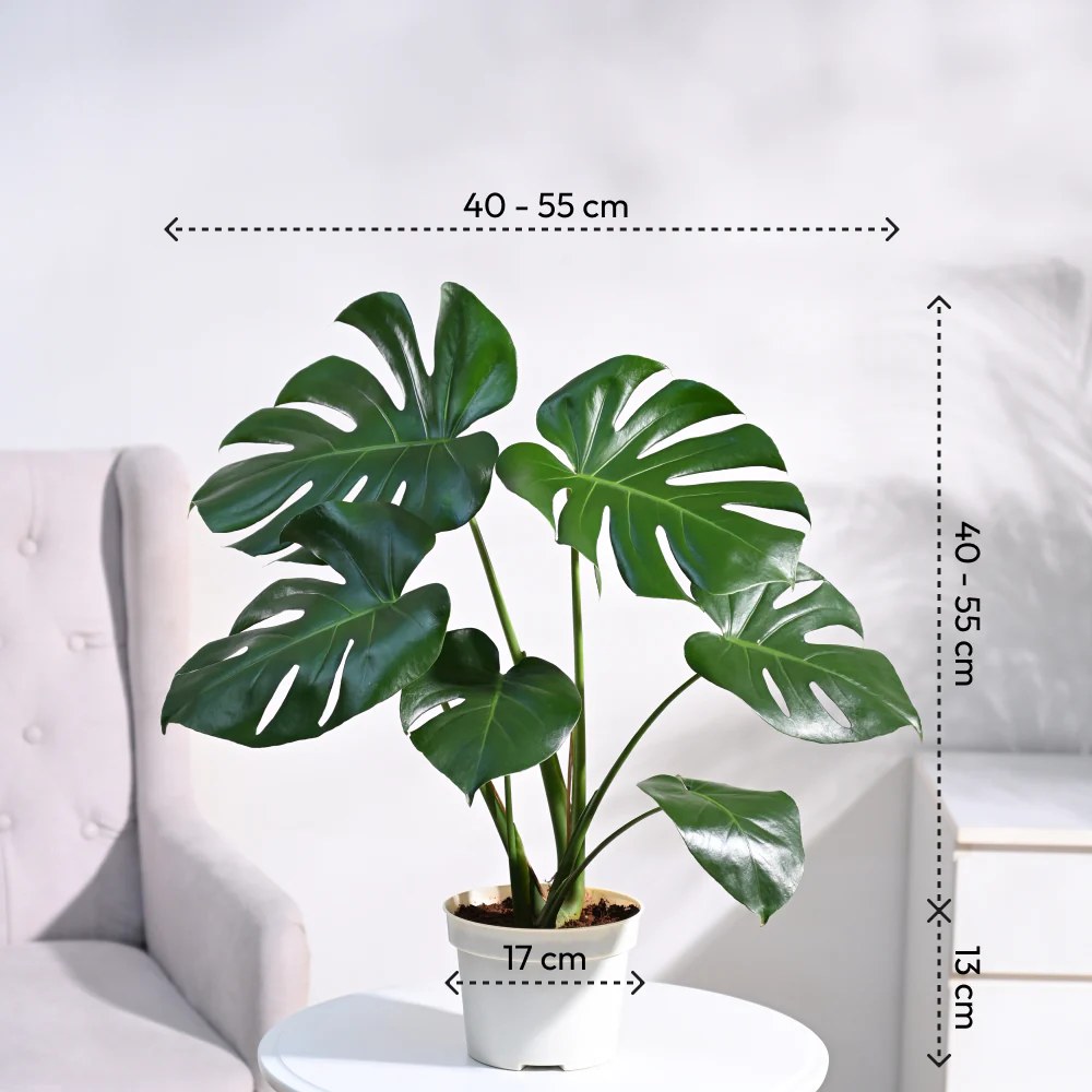 Product image 56