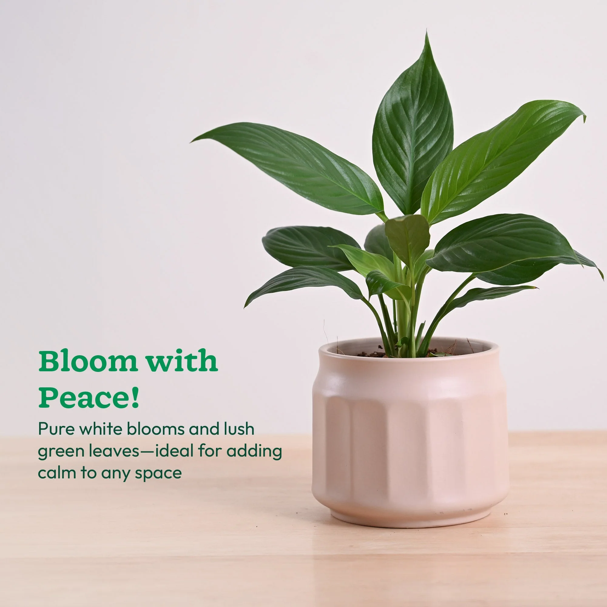 Product image 102