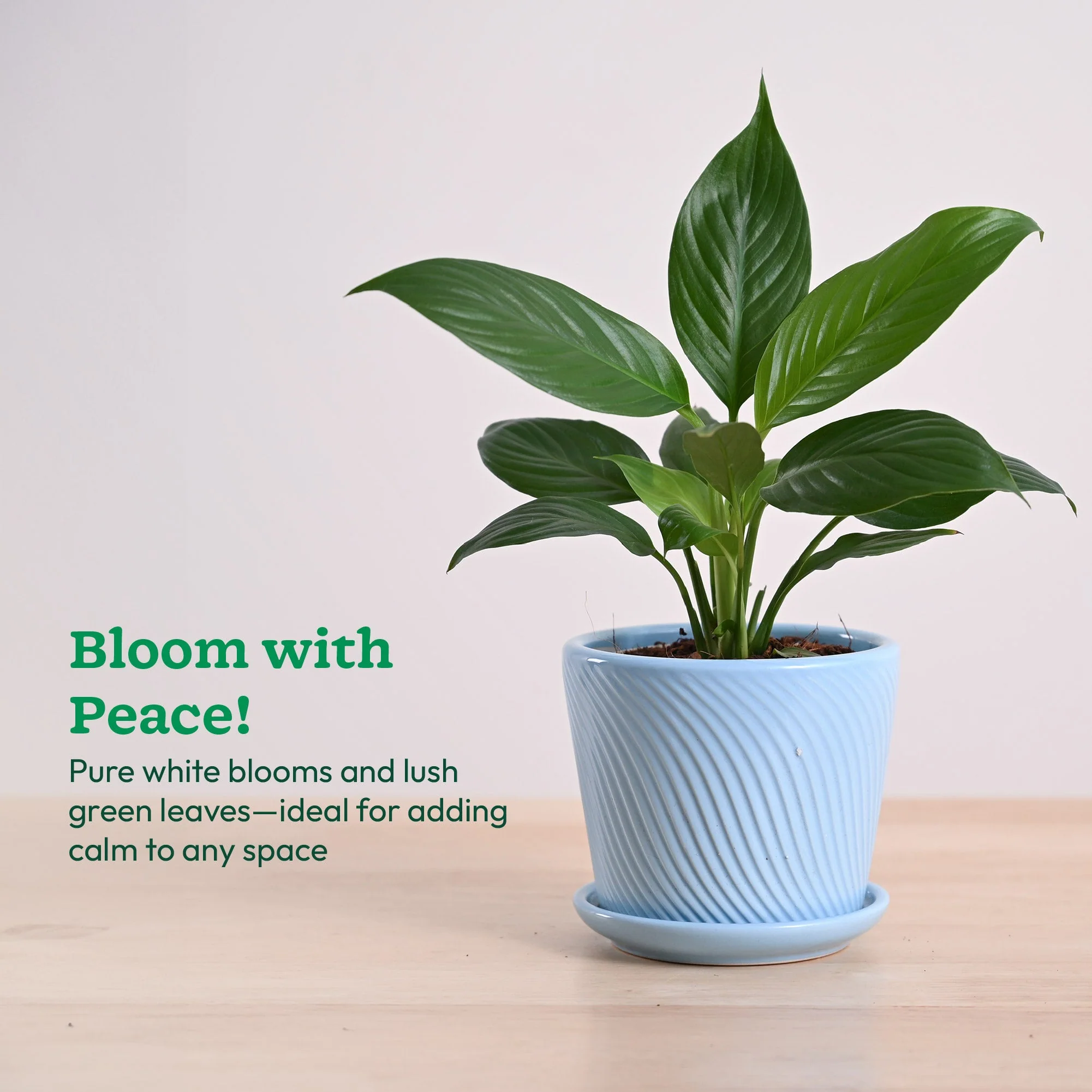 Product image 145