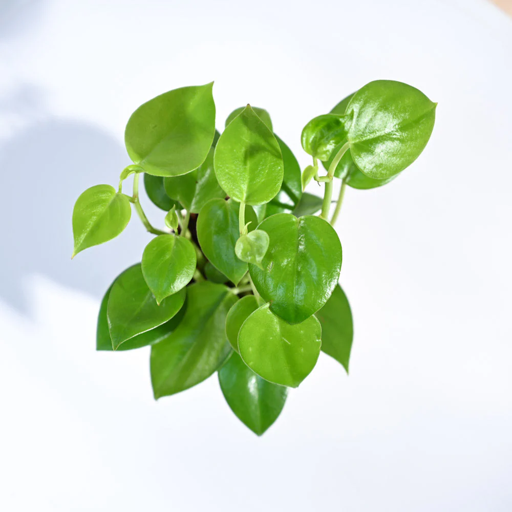 Product image 86