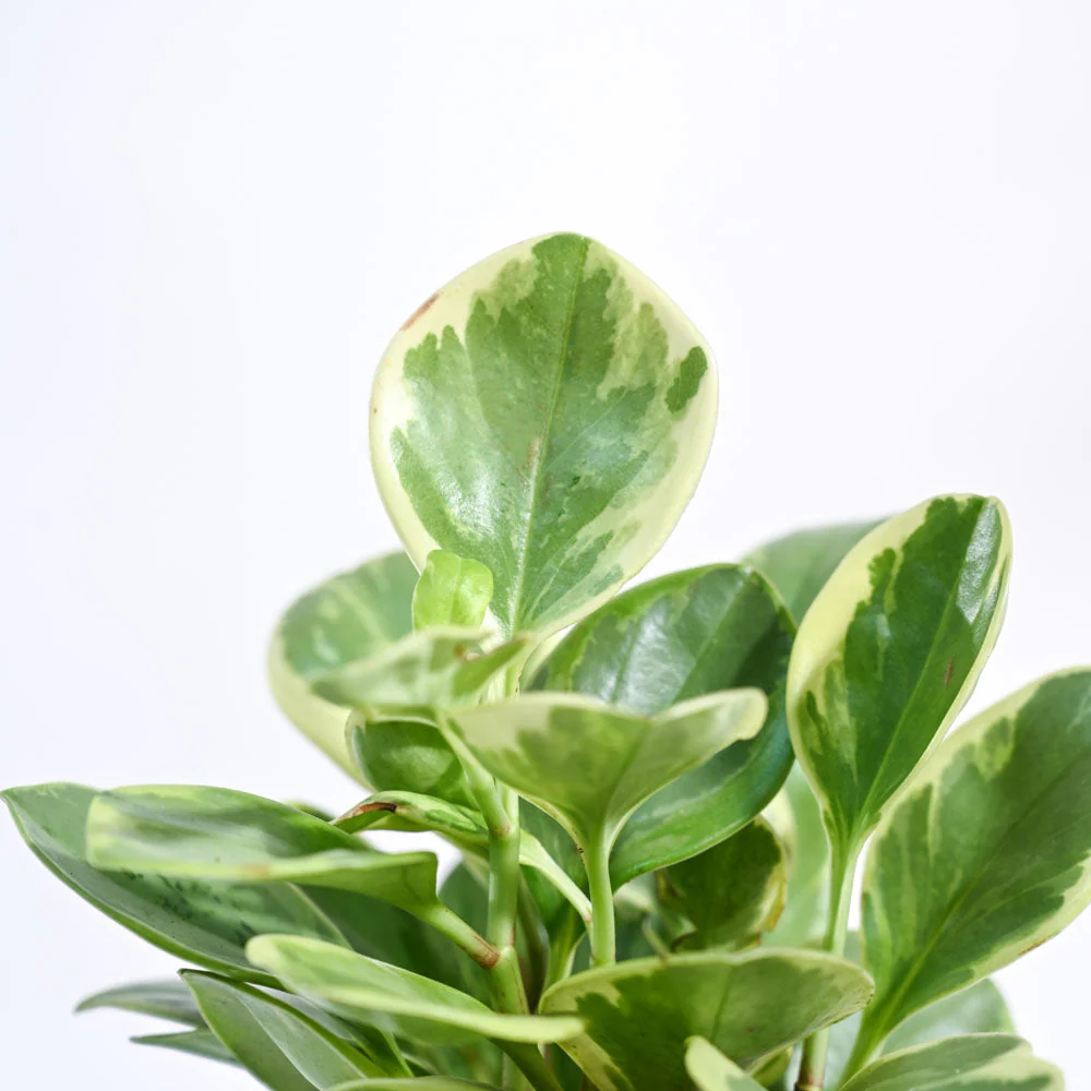 Product image 135