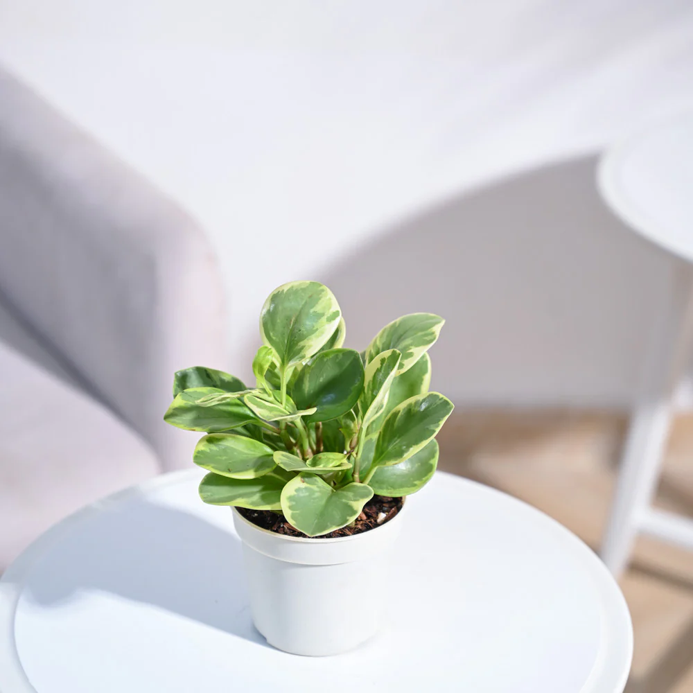 Product image 138