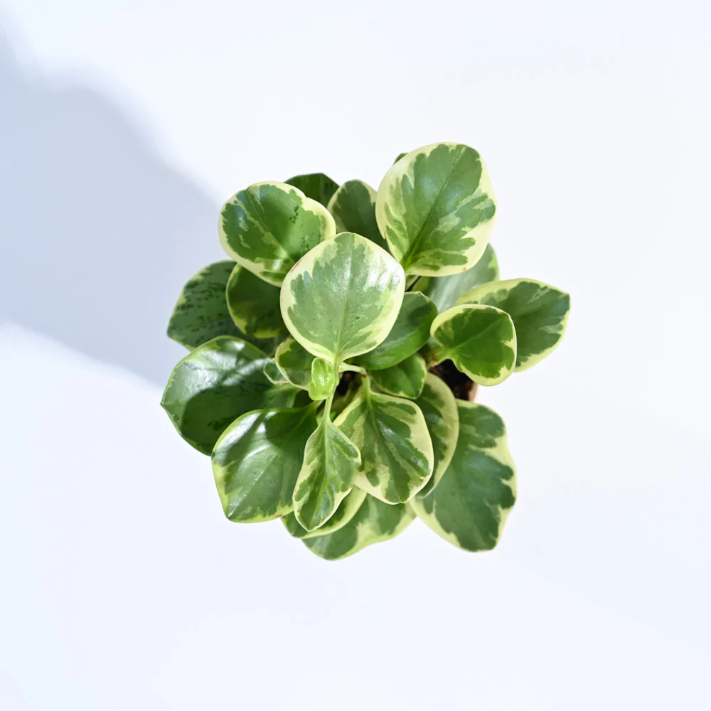 Product image 146