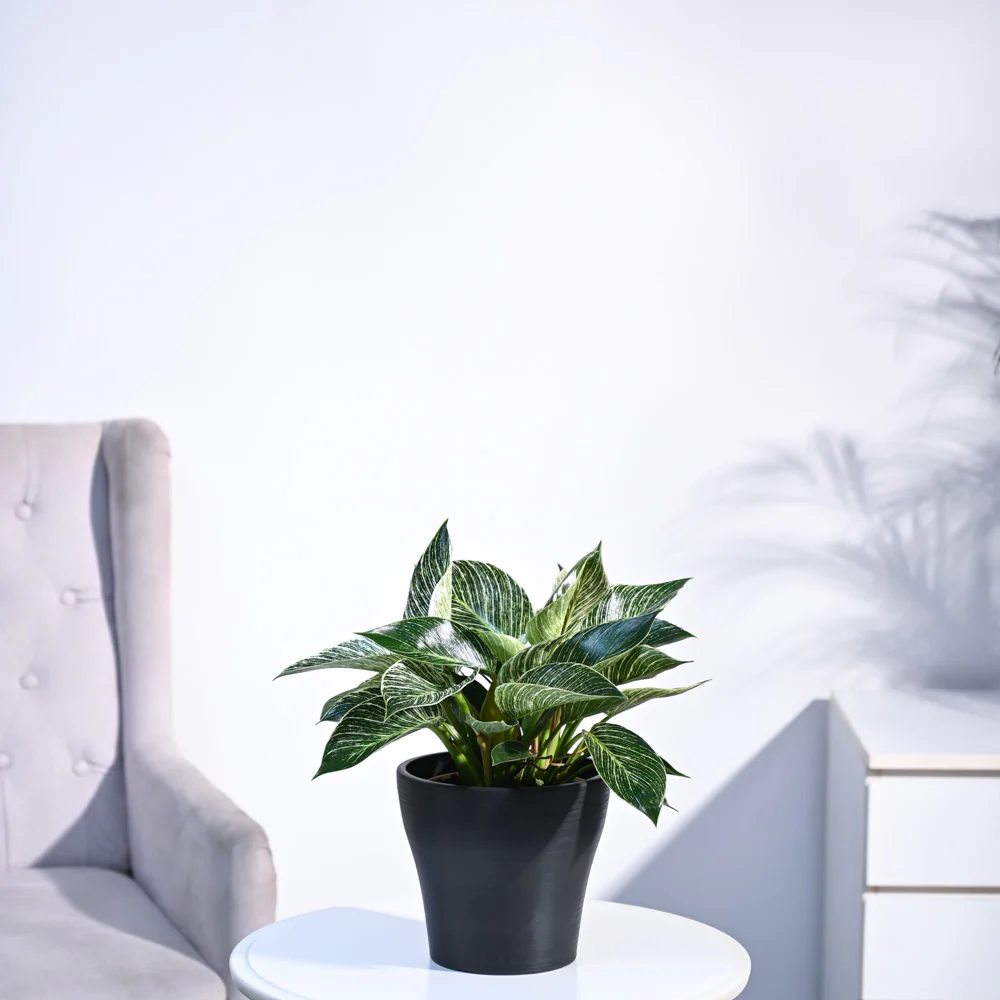 Product image 107