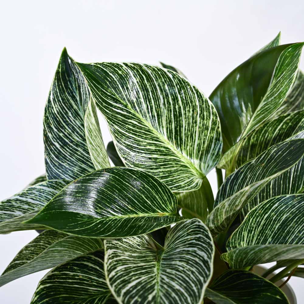 Product image 113