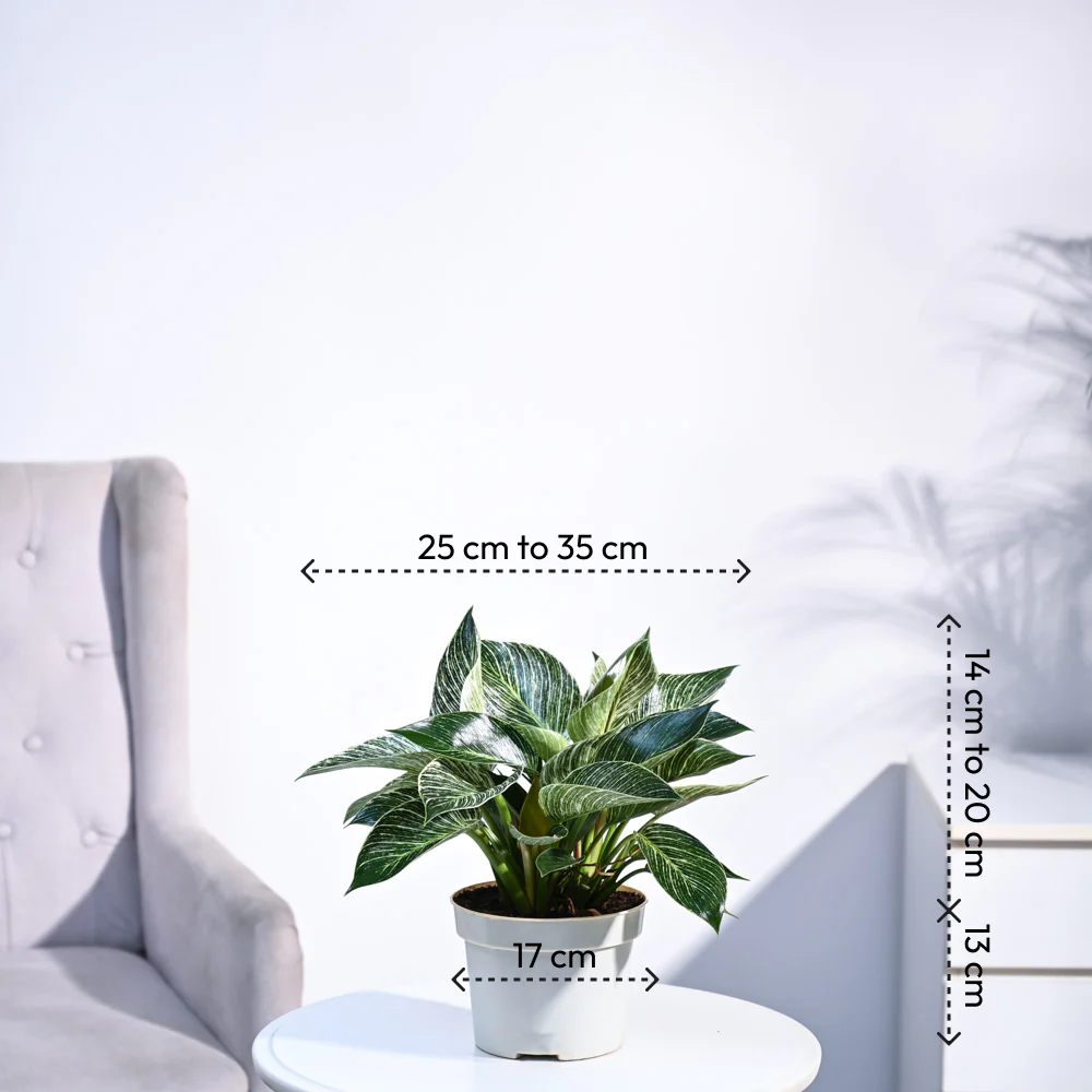 Product image 65