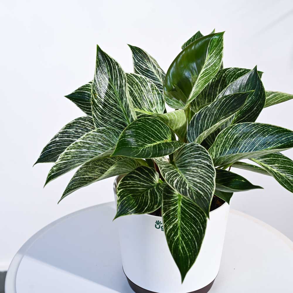 Product image 86