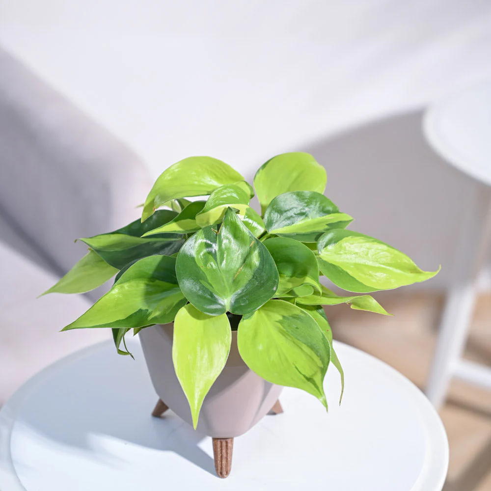 Product image 100