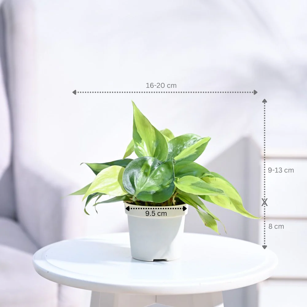 Product image 89