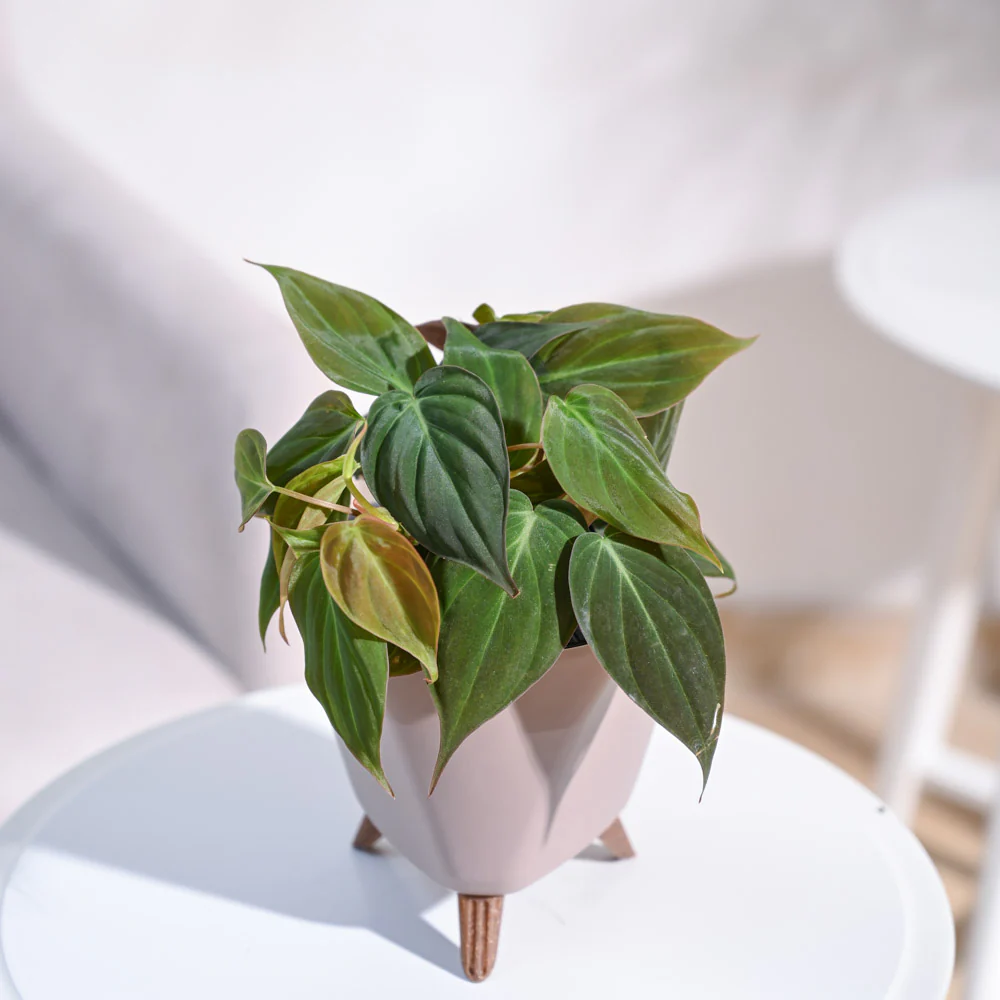 Product image 79