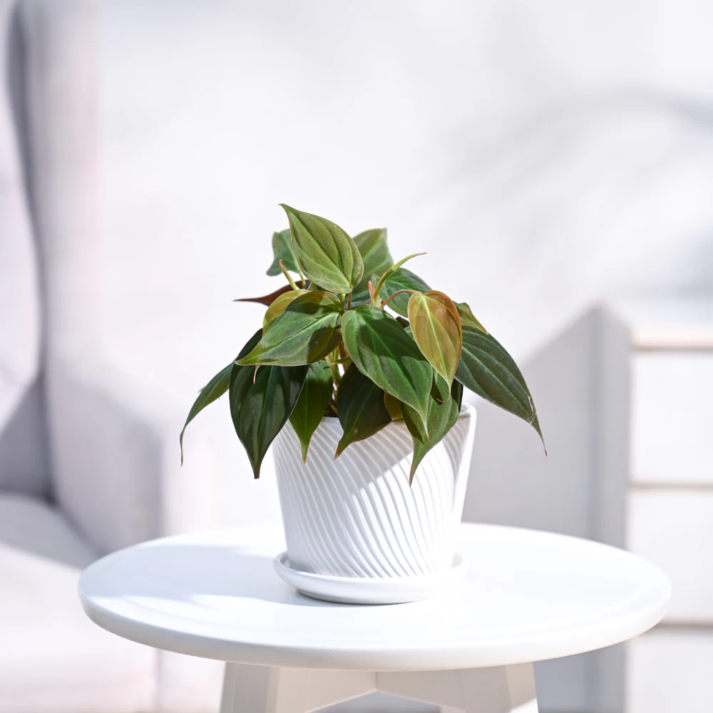 Product image 81