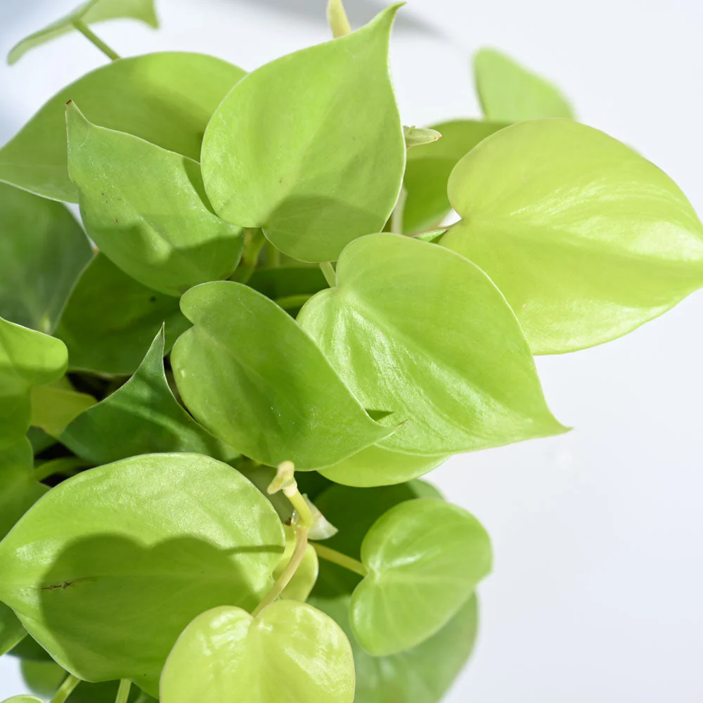 Product image 87