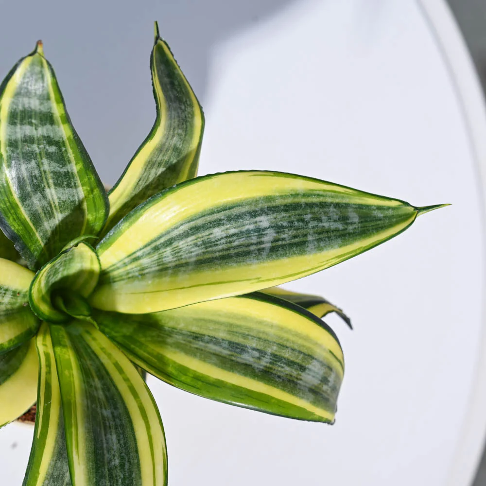 Product image 65