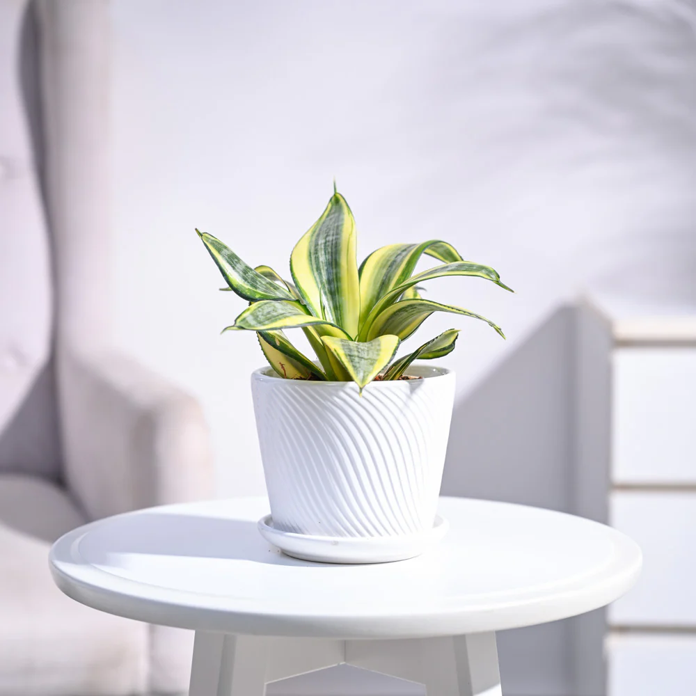 Product image 71