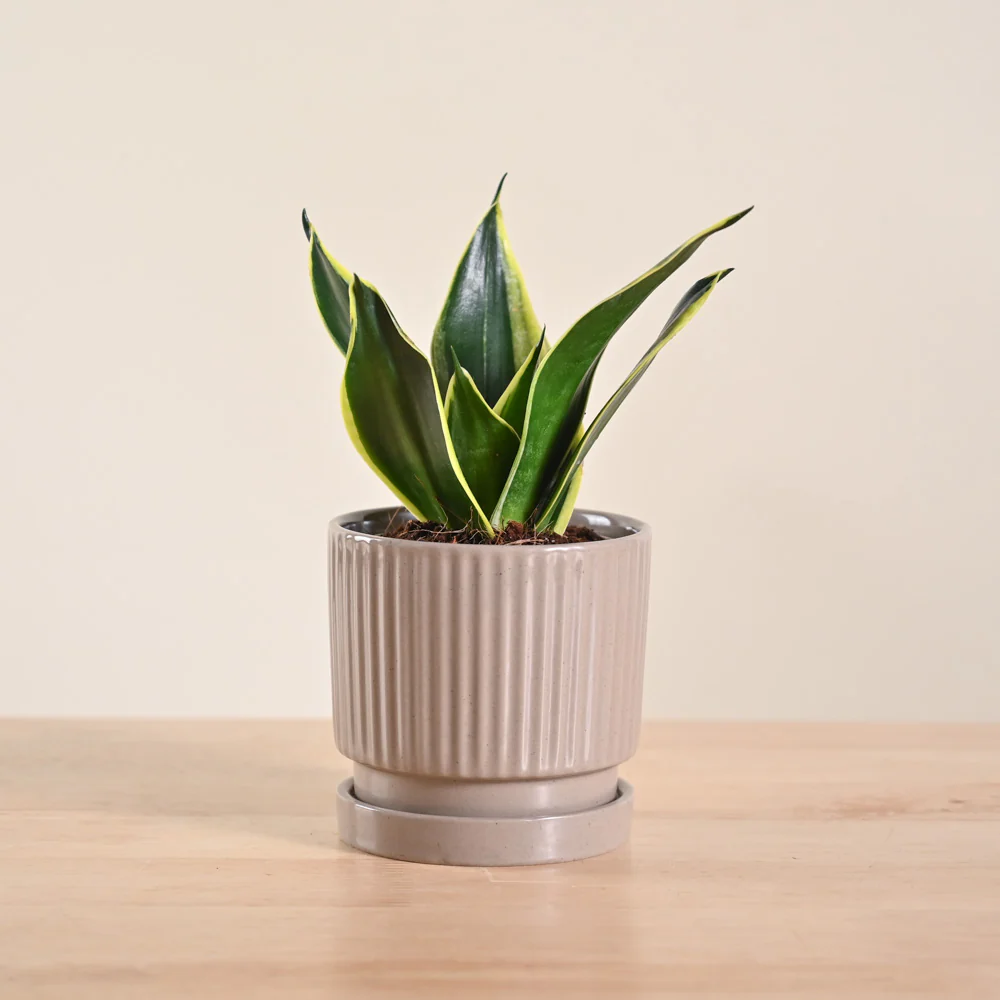 Product image 149