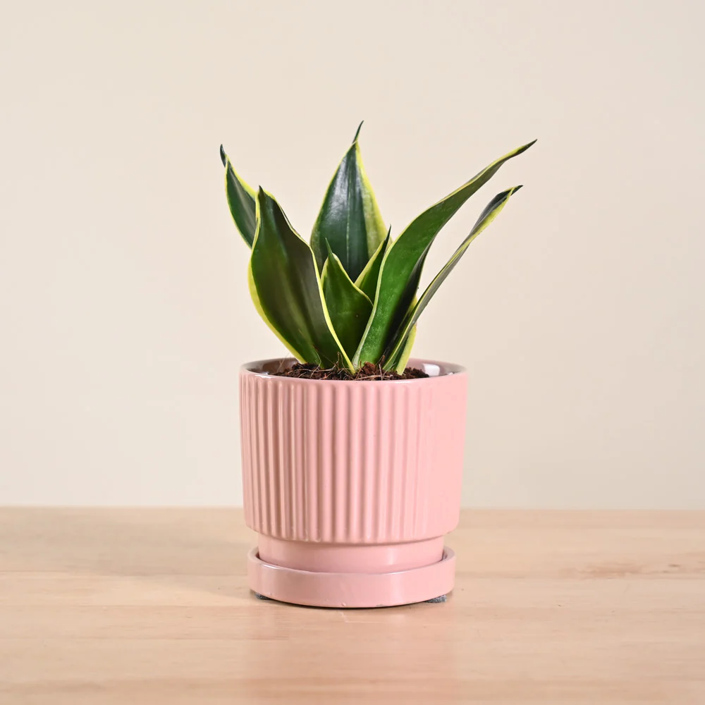 Product image 161