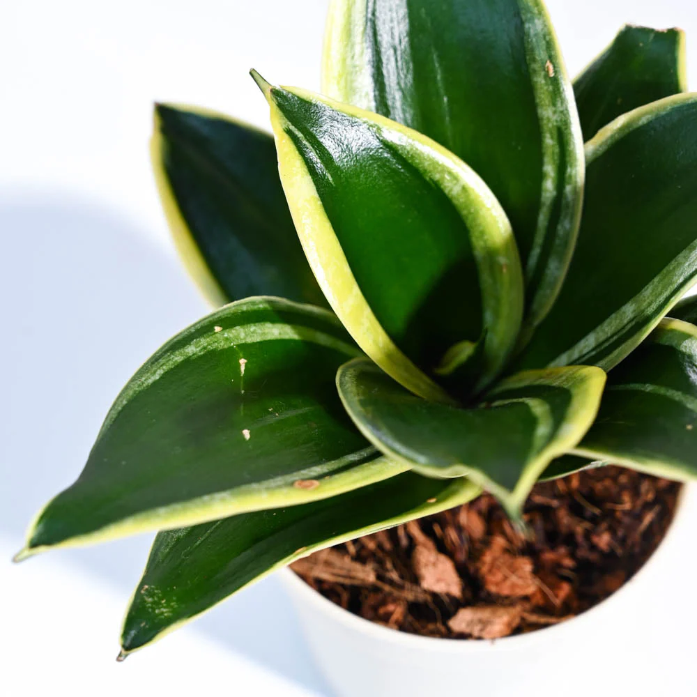 Product image 42
