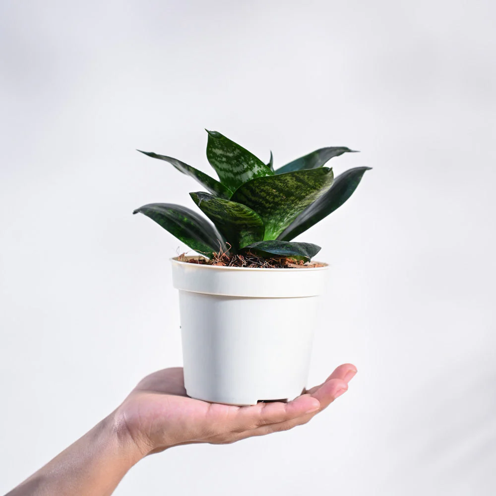 Product image 94