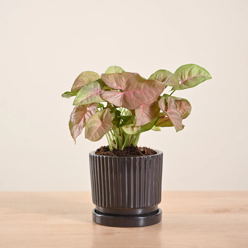 Product image 128