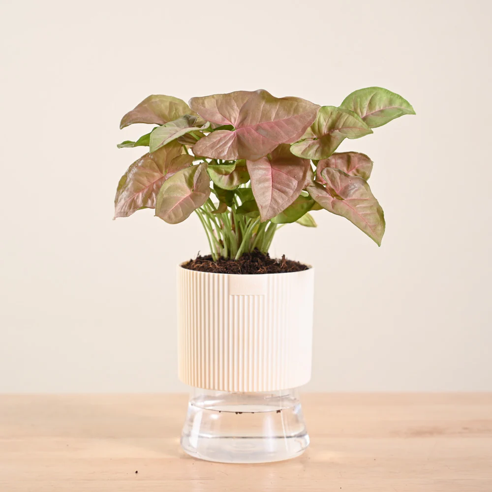 Product image 136