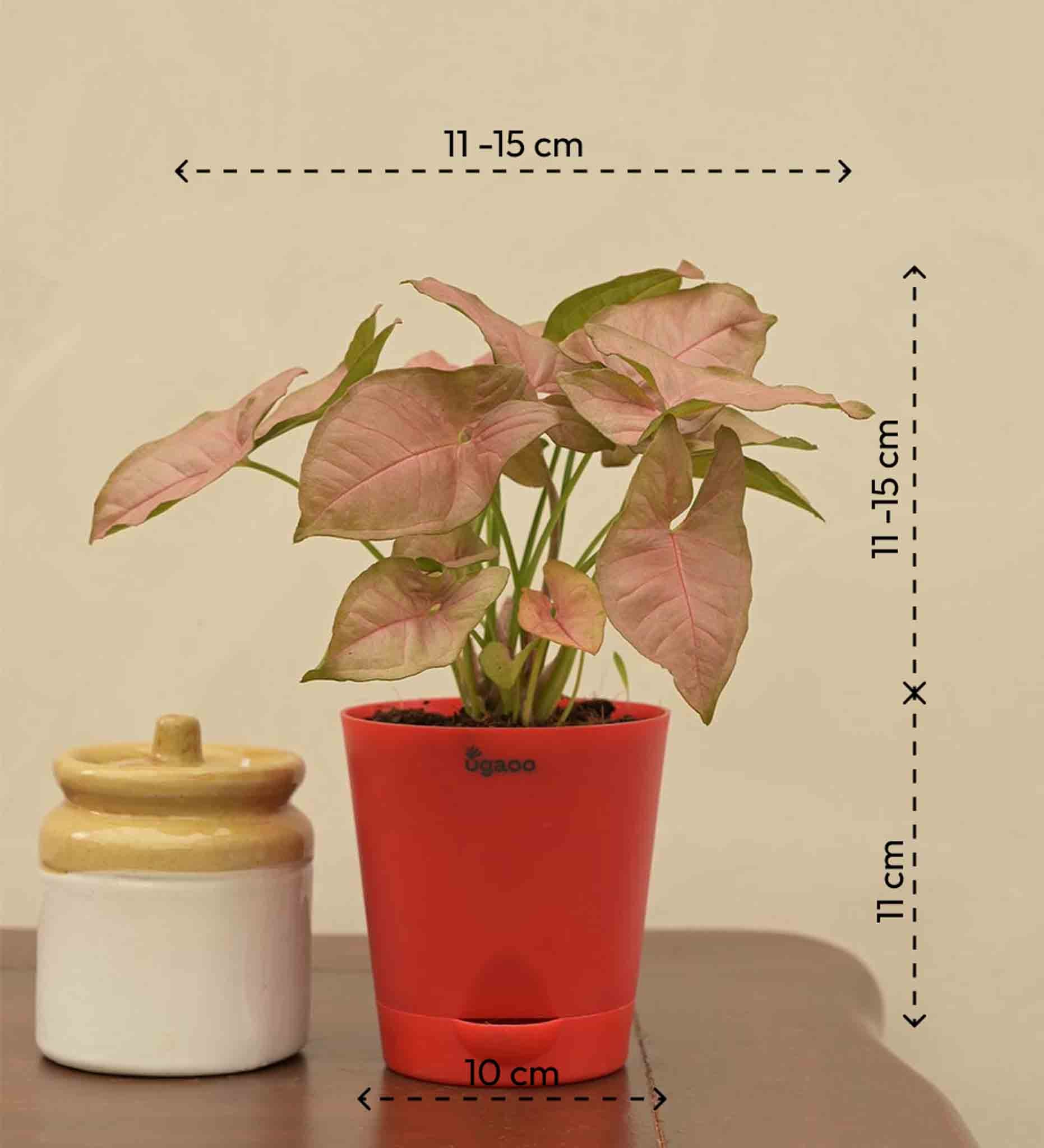 Product image 34