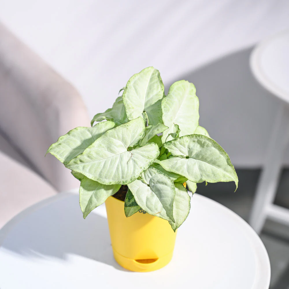 Product image 85